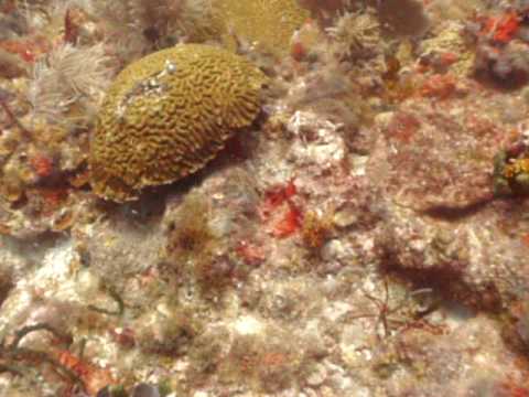 Scuba Diving the Tortugas Bank - Bat Caves