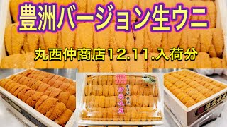 [魚市場]豊洲バージョン生ウニ入荷2020.12.11