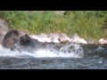 Two Grizzly bears fighting for a collapsed bison (LeHardy Rapids, Yellowstone)