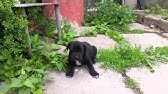 Se Vind Catelusi Cane Corso Moldova Or Balti Youtube