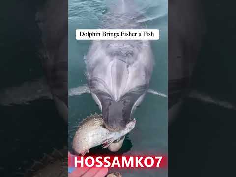 Dolphin Brings Fisher A Fish
