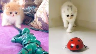 Funny Cat Videos - Cute and Funny Cat Videos  | PuppyTown by Viral Tech Hub 733 views 3 years ago 4 minutes, 58 seconds