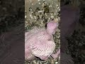 #cocktail #suscribete #birds
