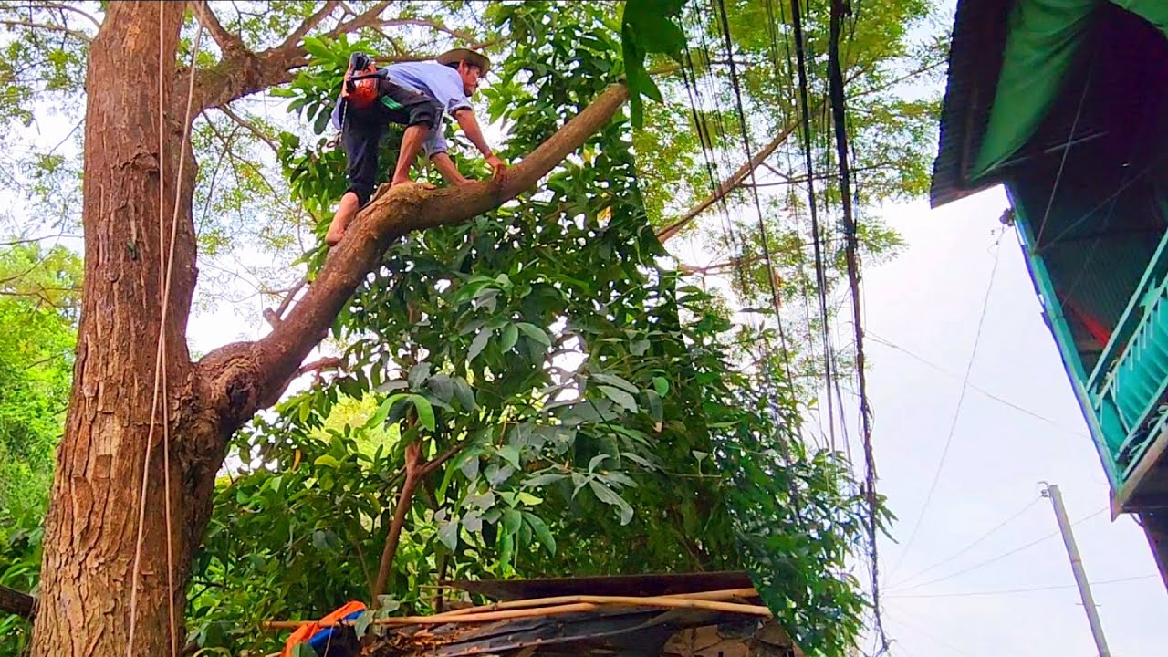 Sawing a large tree leaning towards the house / Cưa cây lớn nghiêng vào ...