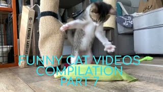 Funny Cat Videos Compilation Part 7 by khocengorend 129 views 3 years ago 13 minutes, 41 seconds