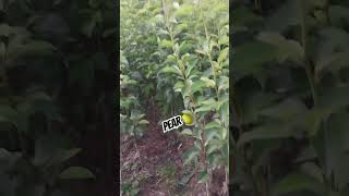 Chill Pear Plant Climate Pears Plantcantact For Plants📞9622842622