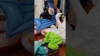 Klip 388 Inflatable Pop