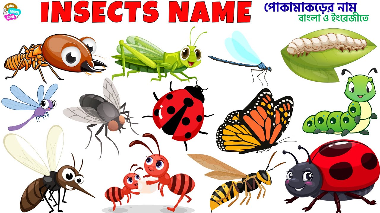 Insects Name 🐞🐜 | Name of insects | Learn Insects for Kids | Insects Name in Bengali to English