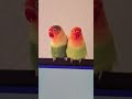 Two happy lovebirds grinding their beaks