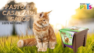 Pasto para Gatos | Fancy Pets