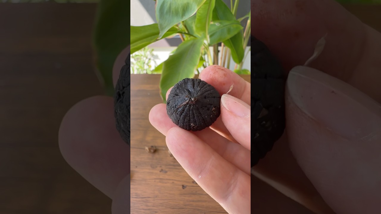 ❤️ЯПОНСКИЙ ДЕЛИКАТЕС❤️ черный чеснок! 