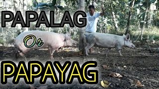 TIPS SA PAGLALANDI NG INAHING BABOY /SENYALES NG PAGLANDI #advensoy #buhayprobinsya #backyardfarming