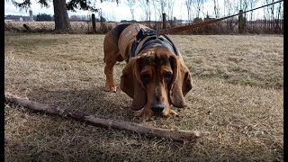 Sniffs and Sticks by ClydeBasset 273 views 3 months ago 3 minutes, 44 seconds