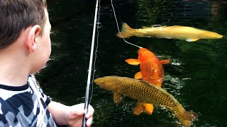 I Let Them Fish in my Koi Pond!