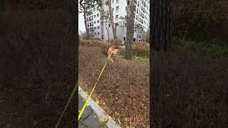 Rosés Happy Brunch Stroll