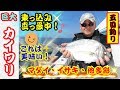 【五目釣り】釣行で 朝から順調！　イサキ・真鯛にチカメキントキや　何と！尺超えカイワリも！