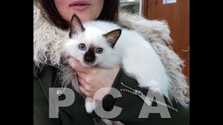 Презентация Священной бирмы PCA МЕРСЕДЕС ВАЙТ ПАВС Презентация Священной бирмы PCA МЕРСЕДЕС ВАЙТ ПАВС