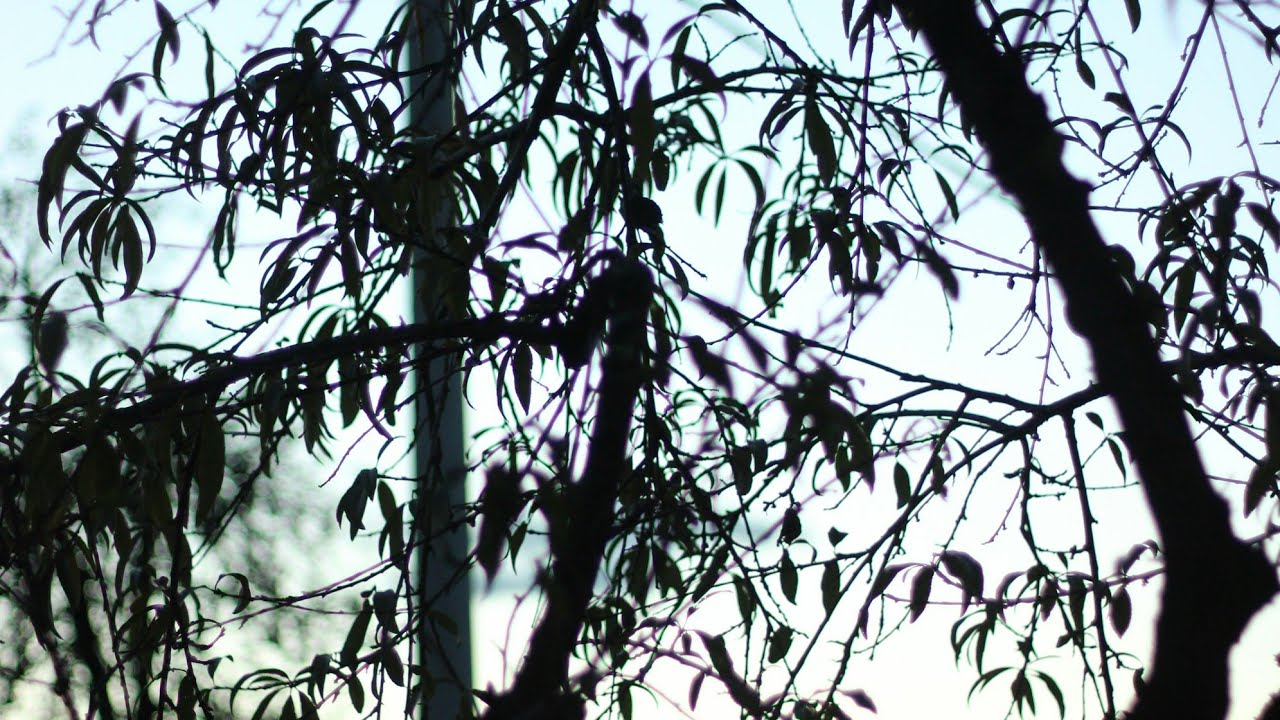 Homoeo Science is live!সন্ধ্যার লাইভে সবাই দ্রুত যুক্ত হয়ে যাও