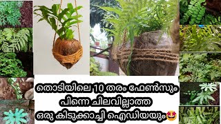 Gardening Ideas Malayalam|എൻ്റെ 12 തരം ഫേൺസ് കണ്ടാലോ?|Ferns|Easy Law Budget Idea|Moon Light MLP