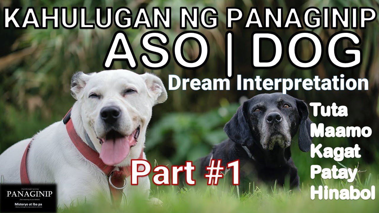 Panaginip na Aso  Kahulugan  Anong Ibig Sabihin  Dog Dream Interpretation   Tagalog  English Sub
