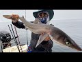 MUST TRY SHARK RECIPE Catch and Cook Spiny Dogfish