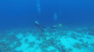 4K Diving Scuba Sharm El Sheikh (Part 40) - "Yalla" Team 2019 (Video by Sergei S.) HD 60fps 5.9.2019