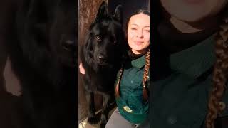Канадский волк - что это за порода собак