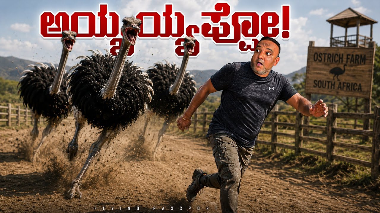 ಆಸ್ಟ್ರಿಚ್‌ಗಳು ಅಟ್ಟಿಸಿಕೊಂಡು ಬಂದವು… ಜೀವ ಉಳಿಸಿಕೊಂಡ್ವಿ! 😱
