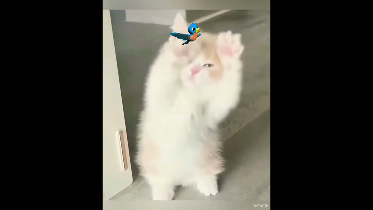Aww Cute Kitten Trying To Fly Like A Bird🥰😘