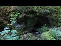 RAINFOREST Switzerland - Devils Canyon | Teufelsschlucht 5/6