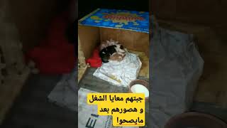 قطتين بدون ام  و كلب صغير بعمر٨ ايام  . poor 2 kitty in street ? rescue قطط cat cutecat shorts