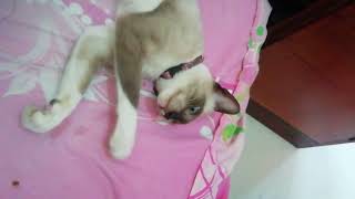 Look how Beautiful this Siamese Cat! by Siam Cat Fam 11 views 2 years ago 1 minute, 1 second