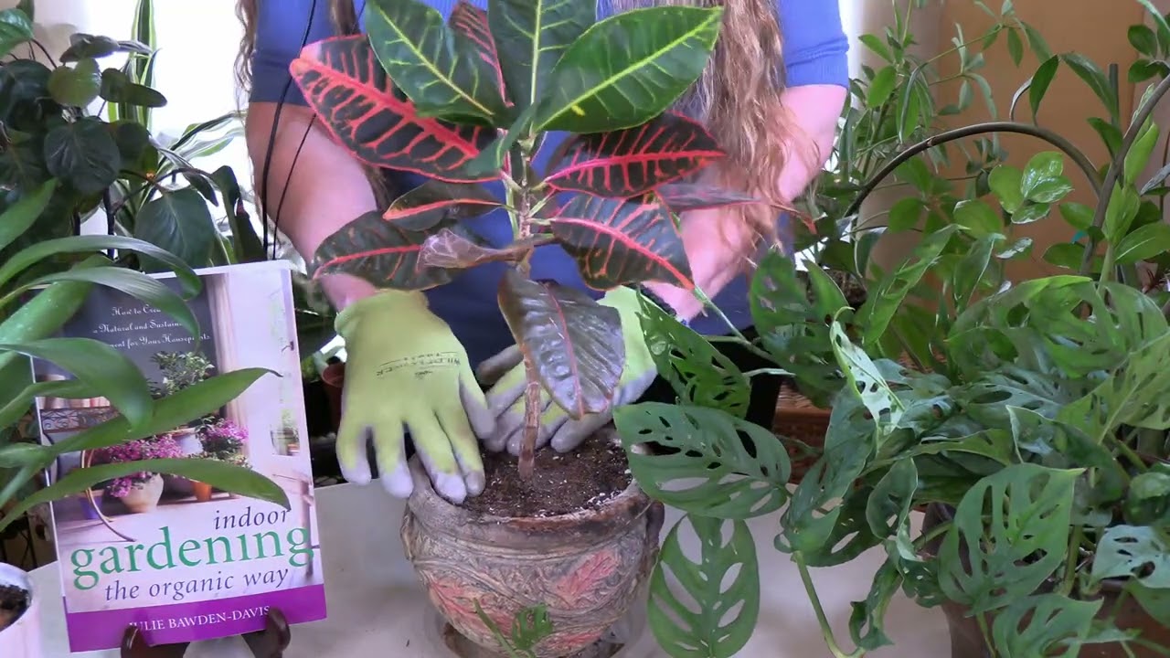 Tamping What it is and why it's important when repotting YouTube