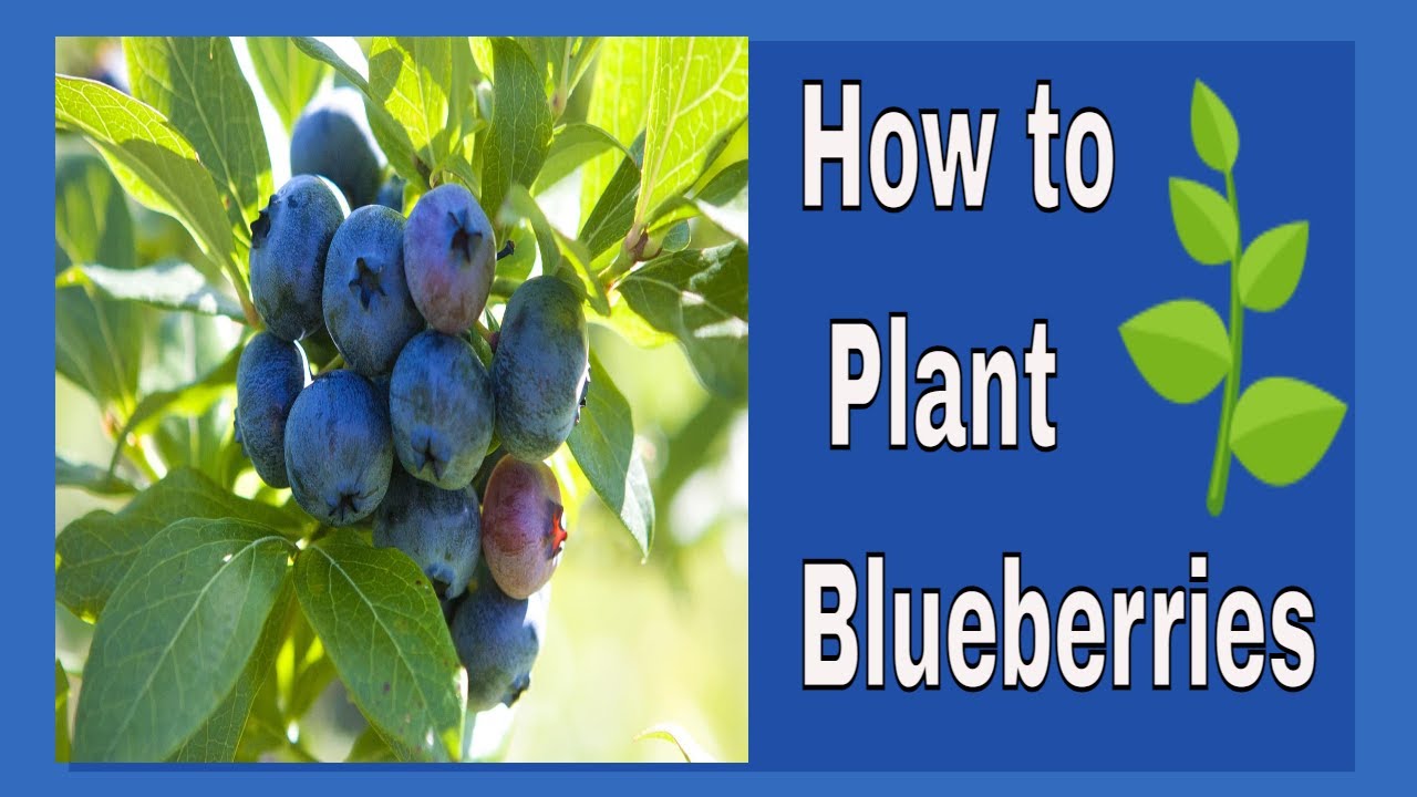 Planting Blueberries & Growing Blueberries YouTube