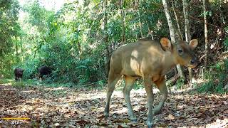 Little Gaur ..ฝูงกระทิงเด็ก บนเขาสูง #cameratrap #wildlife #gaur