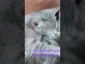 cat video #vural shot #funny video