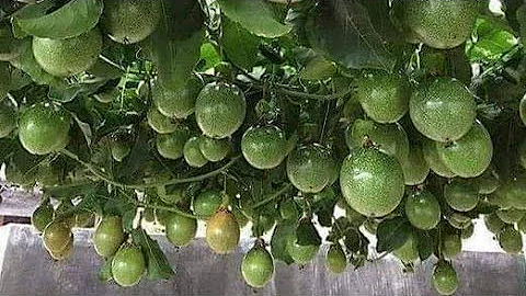Como faço para cultivar maracujá?