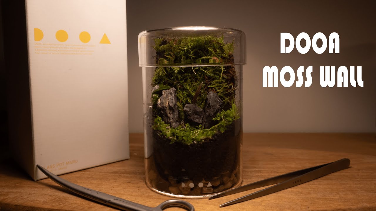 عمل تيراريوم جدار الموس خطوة بخطوة - MAKE A MOSS WALL TERRARIUM BY DOOA STEP BY STEP
