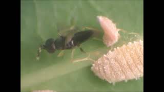 Oviposition in a pink mealybug by parasitoid Anagyrus lopezi