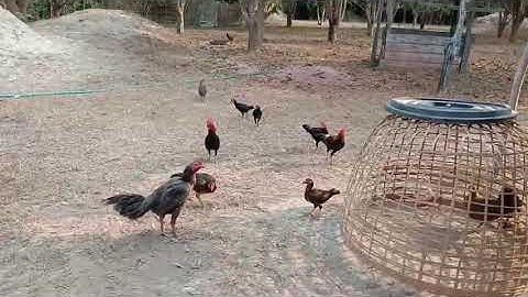 qaib dib noob qaib qus cov mes nyuam luaj no lawm nawb20/01/2020