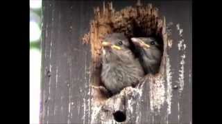 House Sparrow (Passer domesticus)