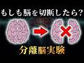 右脳と左脳を2つに切断する分離脳実験がヤバすぎた...。【 医学 科学 難しい題材に挑むシリーズ 】