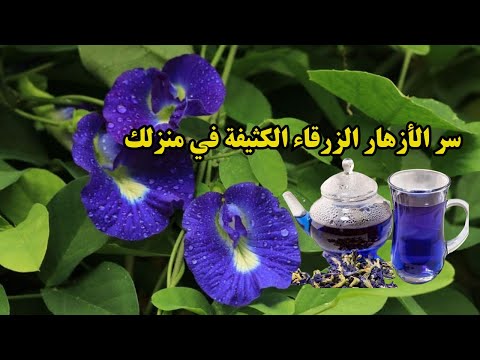 زراعة الشاي الأزرق سر الحصول على أزهار زرقاء مذهلة  