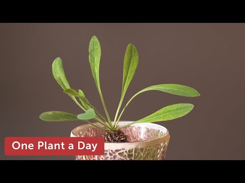 Video: Euphorbia: Chăm Sóc Tại Nhà