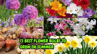 13 BEST FLOWER BULBS TO GROW IN SUMMER