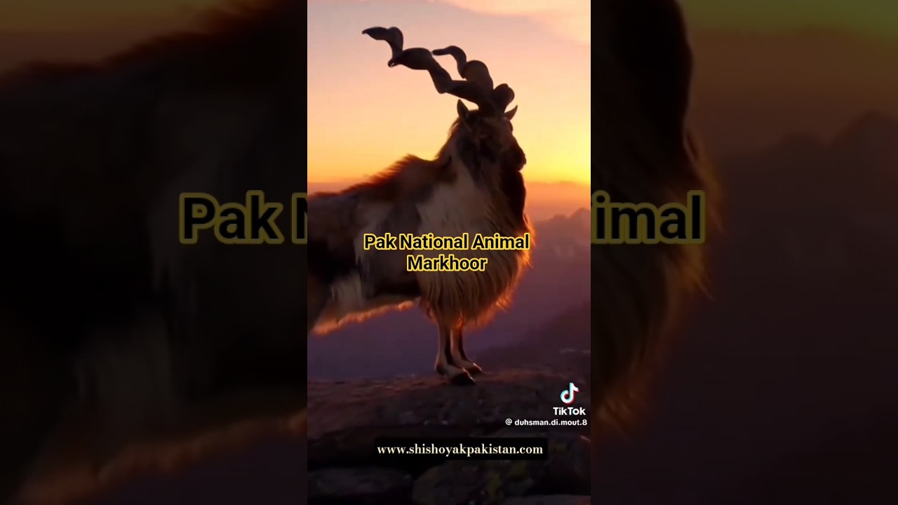 pak National Animal Markhoor 