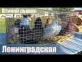 Птичий рынок. Ленинградская. Часть 1. [14.08.2022]