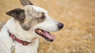 Getting to Know the Australian Cattle Dog: Personality, Care, and Training Tips