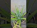 1-Year-Old Aloe Vera: Big Leaves & Healthy Growth Secrets!