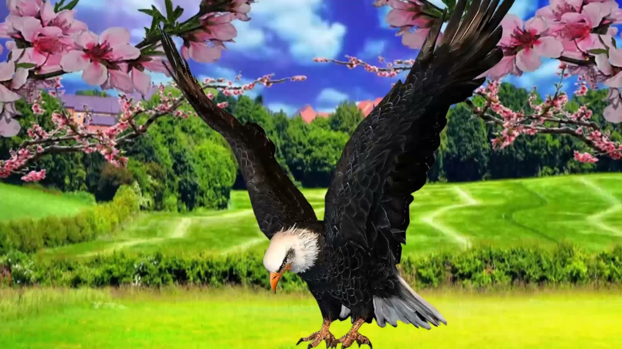 green screen animal | 3d, 4K, hd animation